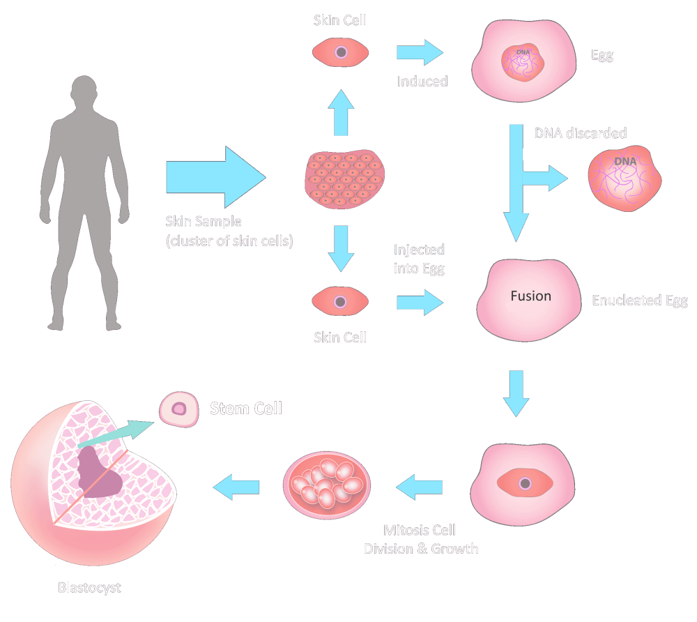Stemaid Stem-cell Production Diagram