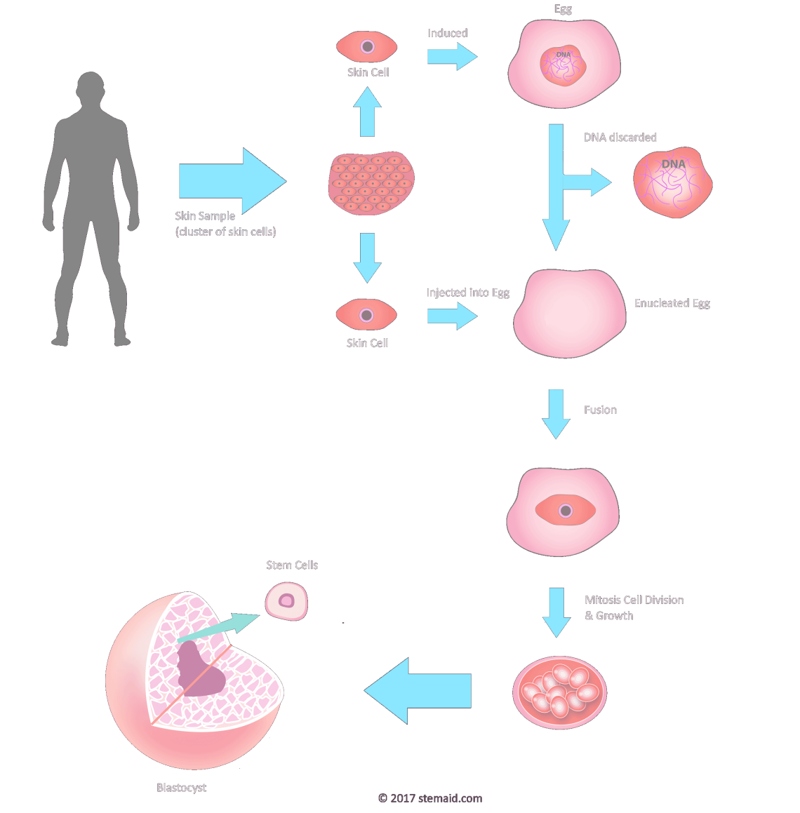 Embryonic Stem Cells Adult Stem Cells 104